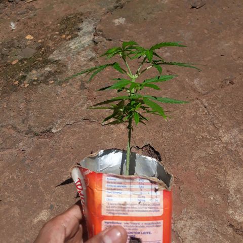 Genética desconhecida growlog photo: Aplicarão de uma colher de café de npk 10.10.10 