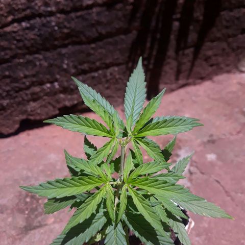 Genética desconhecida growlog photo: Aplicarão de uma colher de café de npk 10.10.10 