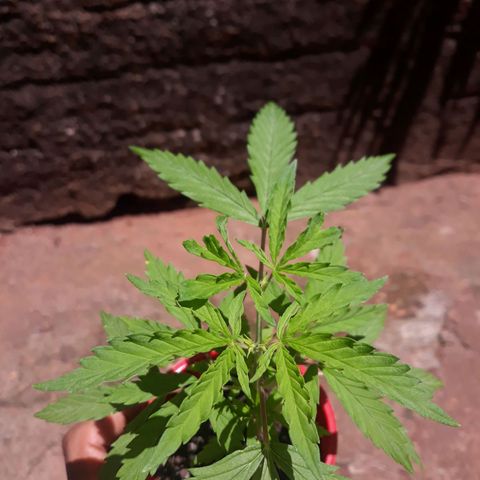 Genética desconhecida growlog photo: Aplicarão de uma colher de café de npk 10.10.10 