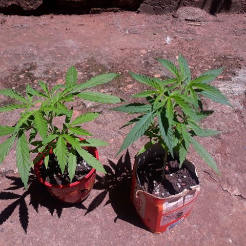 Genética desconhecida growlog photo: Aplicarão de uma colher de café de npk 10.10.10 