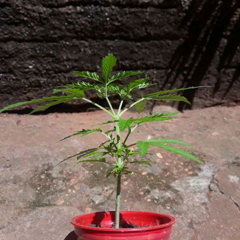 Genética desconhecida growlog photo: Aplicarão de uma colher de café de npk 10.10.10 