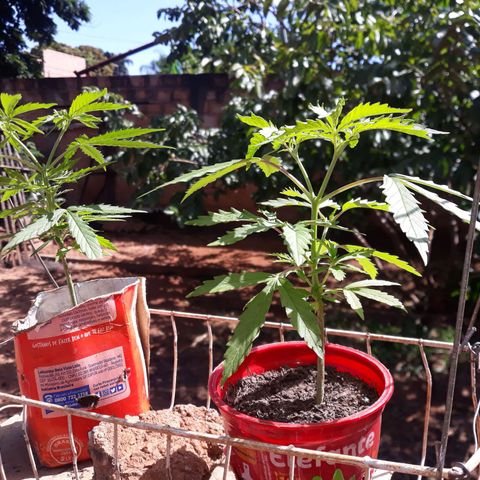 Genética desconhecida growlog timeline photo
