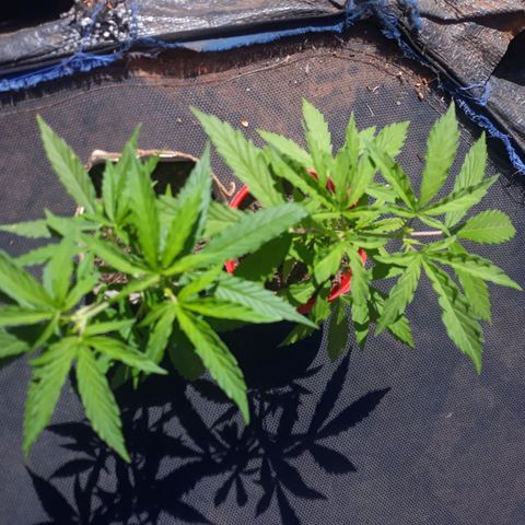 Genética desconhecida growlog timeline photo