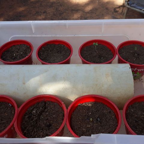 Genética desconhecida growlog timeline photo