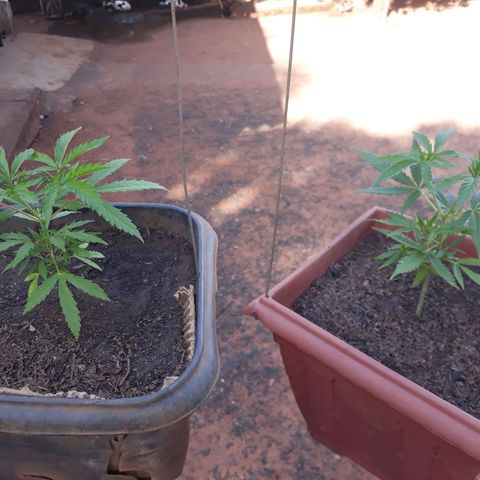 Genética desconhecida growlog photo: Troca de vaso 