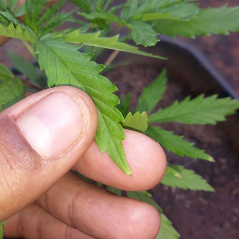 Genética desconhecida growlog photo: Pontas queimadas a alguns dias 