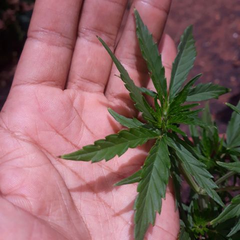 Genética desconhecida growlog photo: Pontas queimadas a alguns dias 