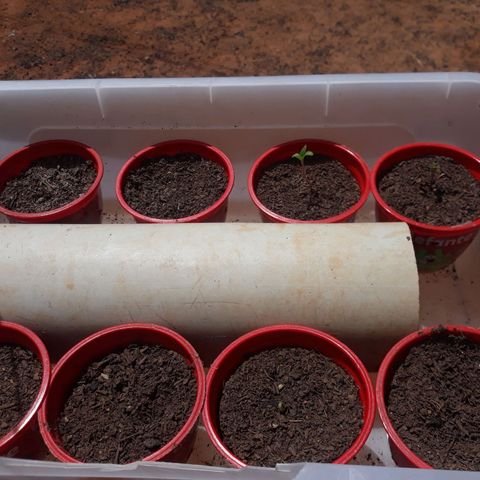 Genética desconhecida growlog timeline photo