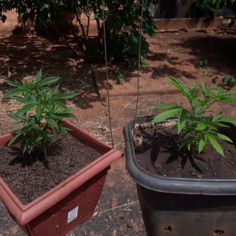 Genética desconhecida growlog photo: Pontas queimadas a alguns dias 