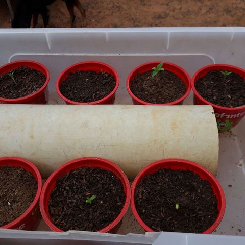 Genética desconhecida growlog photo: Uma morreu 