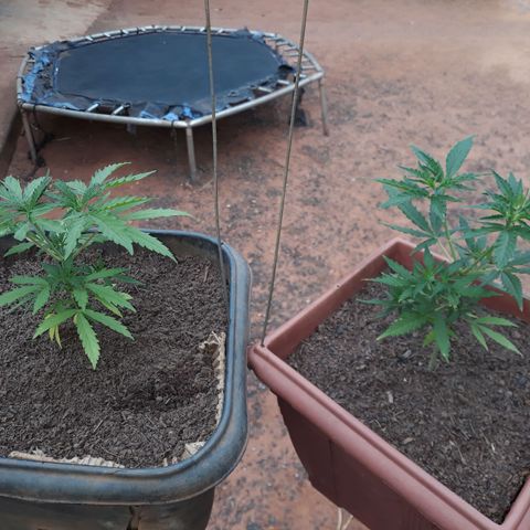 Genética desconhecida growlog timeline photo