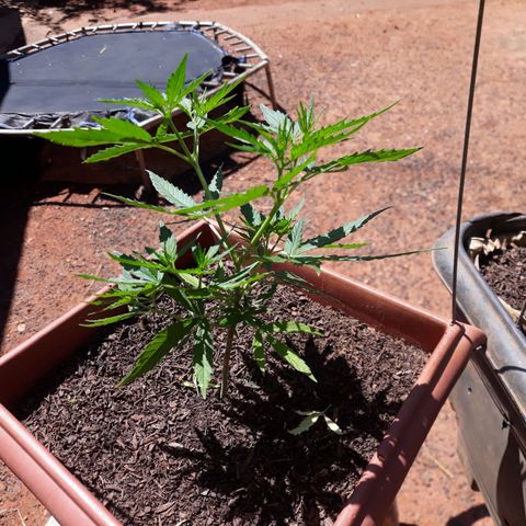 Genética desconhecida growlog timeline photo