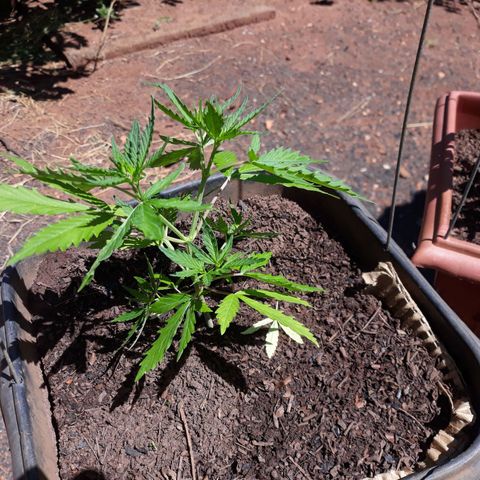Genética desconhecida growlog timeline photo