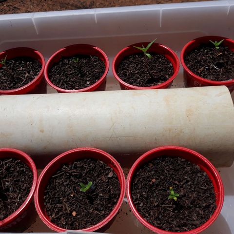 Genética desconhecida growlog timeline photo