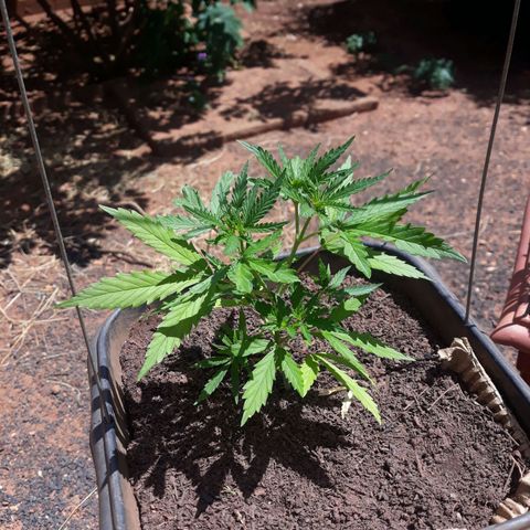 Genética desconhecida growlog timeline photo