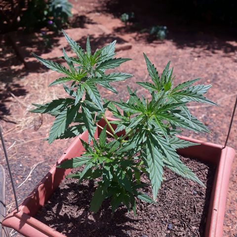 Genética desconhecida growlog timeline photo