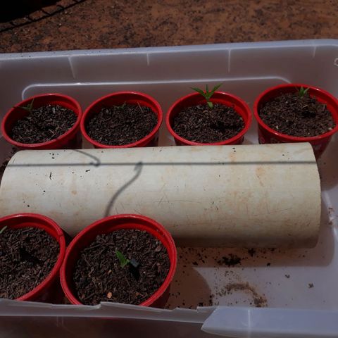 Genética desconhecida growlog photo: Uma muda sumiu,  eu suponho que um pássaro comeu 