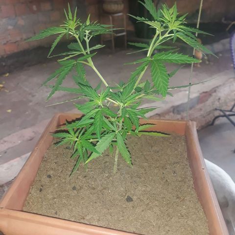 Genética desconhecida growlog timeline photo