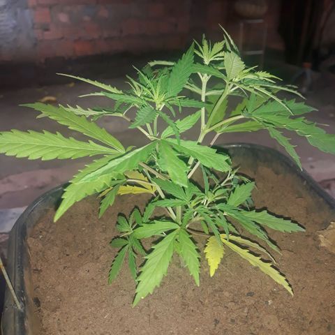 Genética desconhecida growlog timeline photo