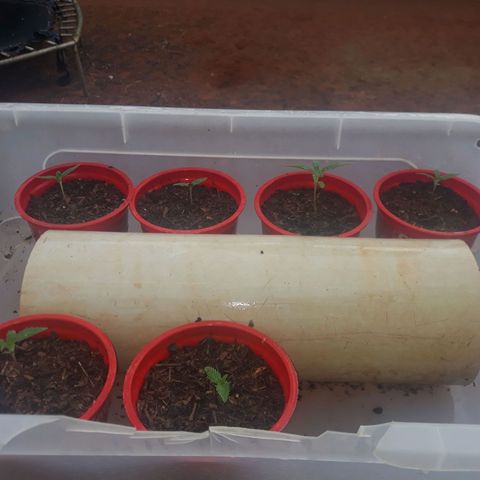Genética desconhecida growlog timeline photo