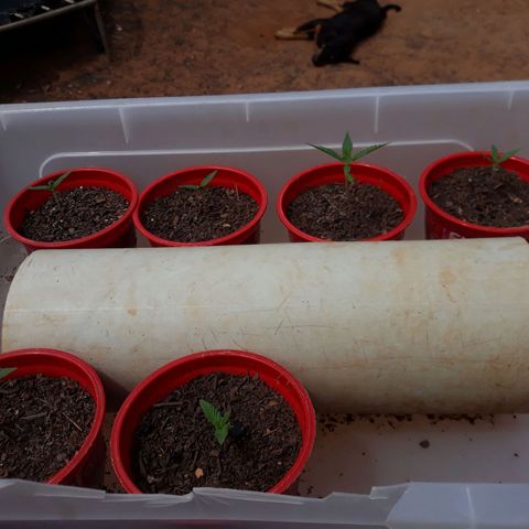 Genética desconhecida growlog timeline photo