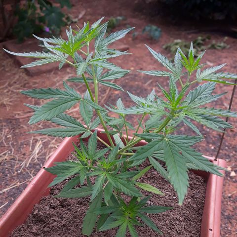 Genética desconhecida growlog timeline photo