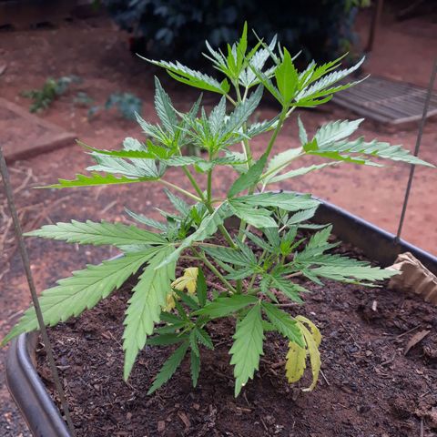 Genética desconhecida growlog timeline photo