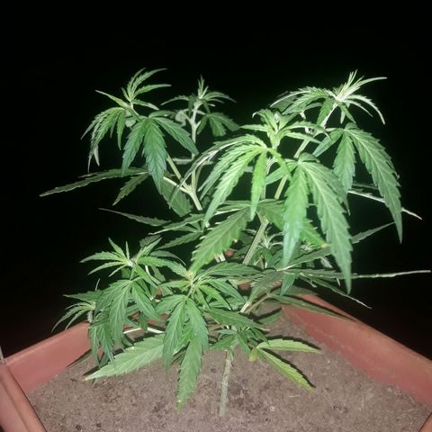 Genética desconhecida growlog timeline photo
