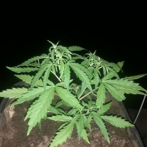 Genética desconhecida growlog timeline photo
