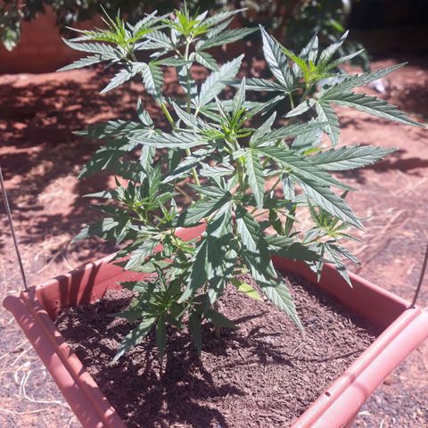 Genética desconhecida growlog timeline photo