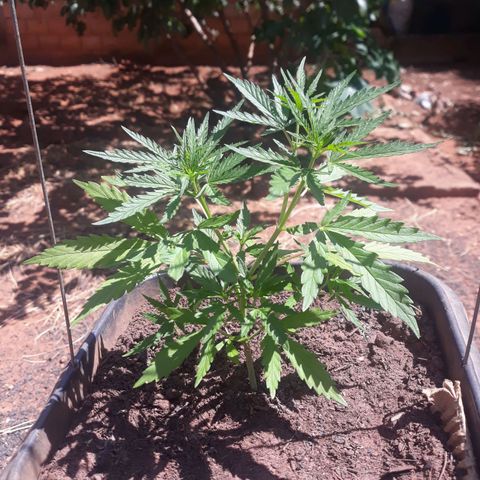 Genética desconhecida growlog timeline photo