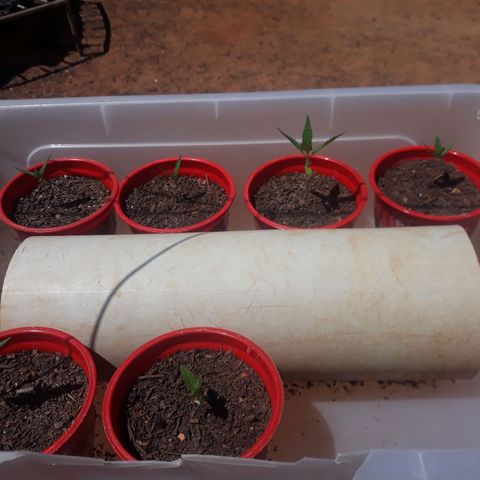 Genética desconhecida growlog timeline photo