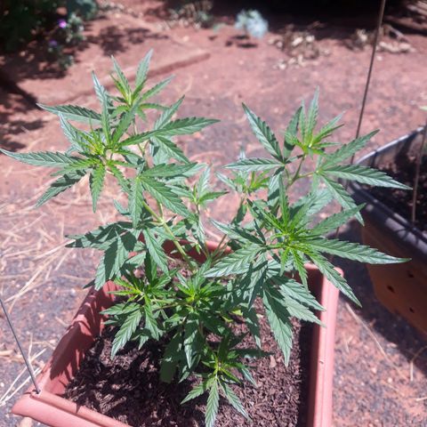 Genética desconhecida growlog timeline photo