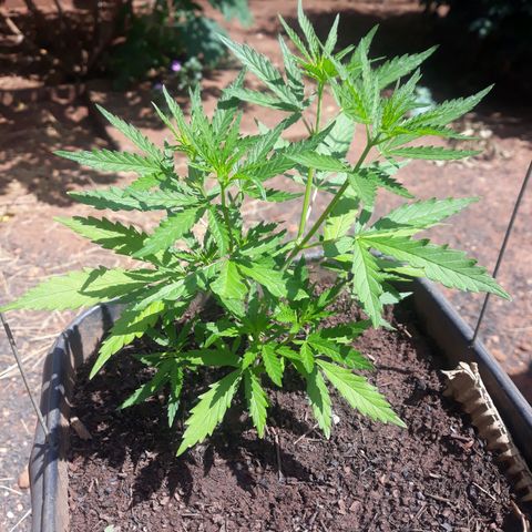Genética desconhecida growlog timeline photo