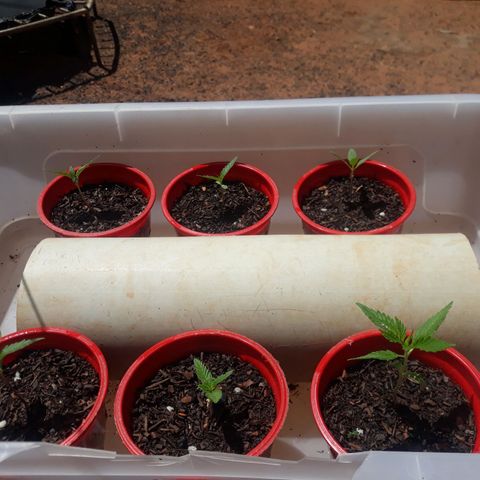Genética desconhecida growlog timeline photo