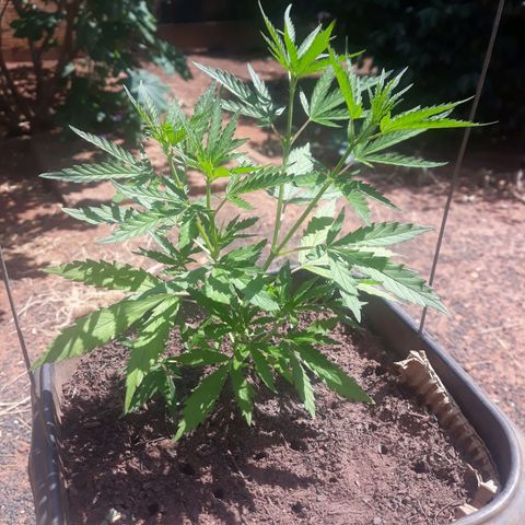 Genética desconhecida growlog photo: Dia de poda e clones 