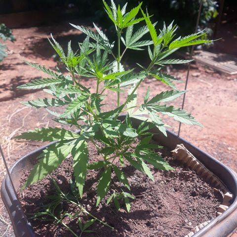 Genética desconhecida growlog photo: Dia de poda e clones 