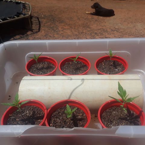 Genética desconhecida growlog timeline photo