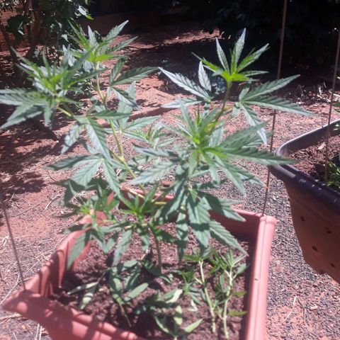 Genética desconhecida growlog photo: Dia de poda e clones 