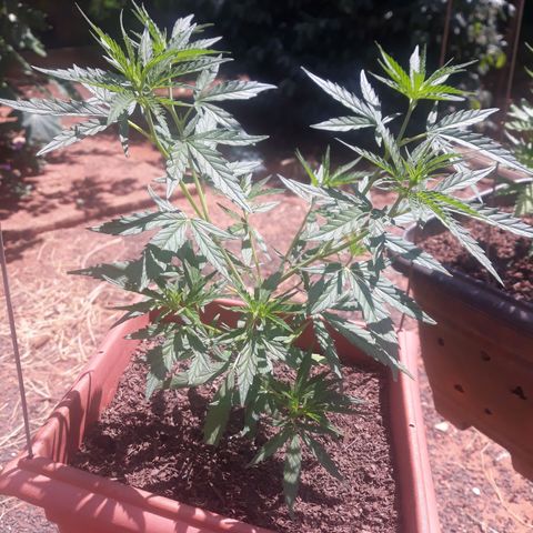 Genética desconhecida growlog photo: Dia de poda e clones 