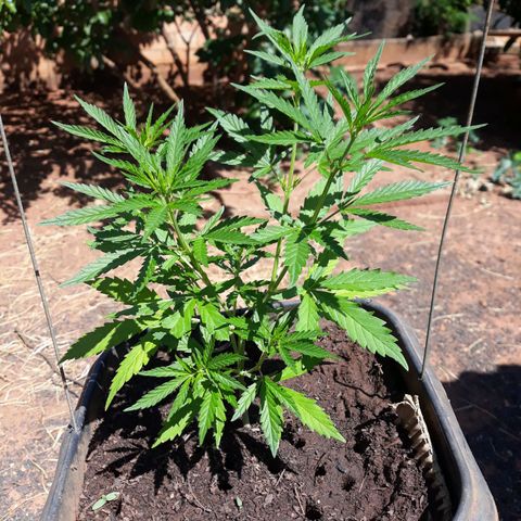 Genética desconhecida growlog timeline photo