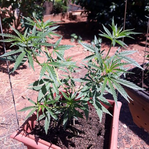 Genética desconhecida growlog timeline photo