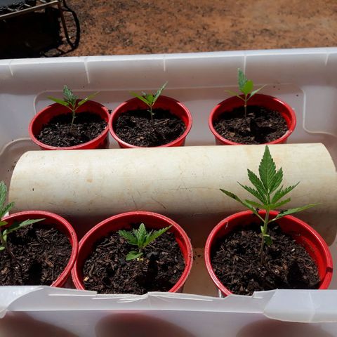 Genética desconhecida growlog timeline photo