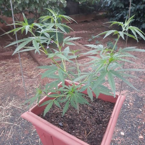 Genética desconhecida growlog photo: Uma mostrou o sexo 