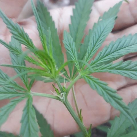 Genética desconhecida growlog photo: Uma mostrou o sexo 