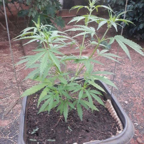 Genética desconhecida growlog photo: Uma mostrou o sexo 