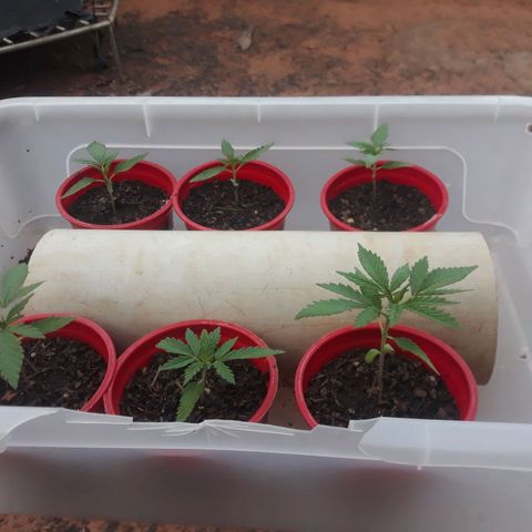Genética desconhecida growlog timeline photo