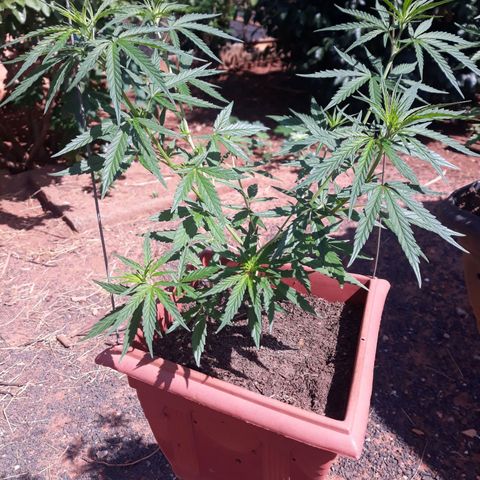 Genética desconhecida growlog timeline photo