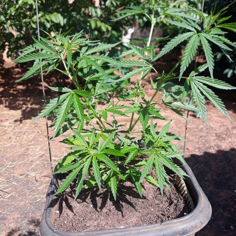 Genética desconhecida growlog timeline photo