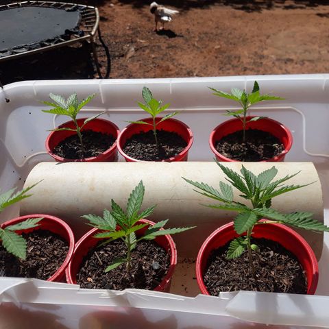 Genética desconhecida growlog timeline photo
